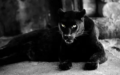 Panthère noire dressée pour tournage cinéma